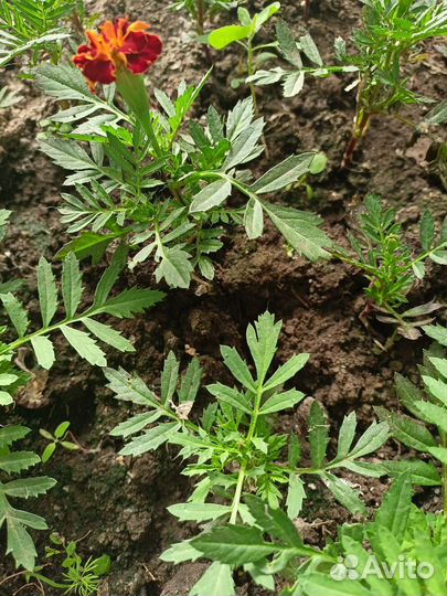 Рассада цветов