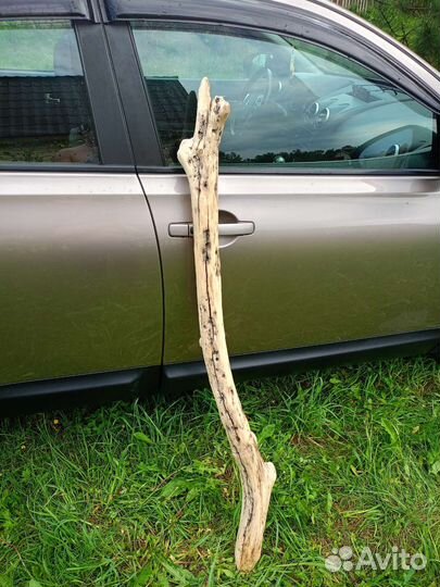 Коряга дрифтвуд топляк 142