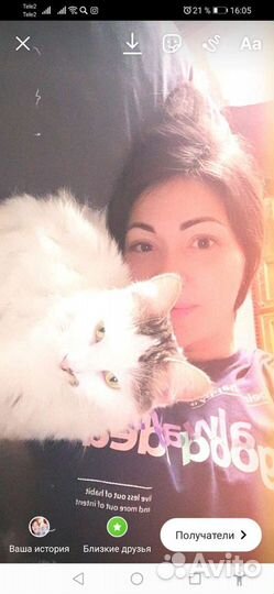 Потерялась кошечка