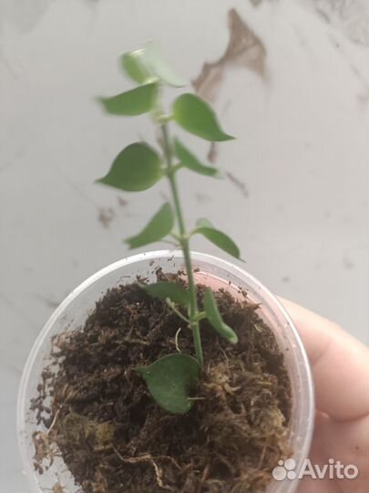 Дисхидии иоанта вариегатная, миллион сердец