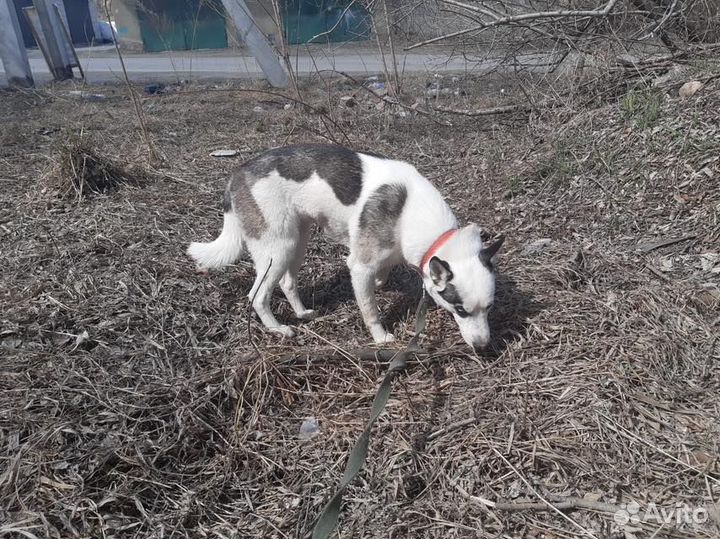 Белка - стерильная, молодая метиска в хорошие руки