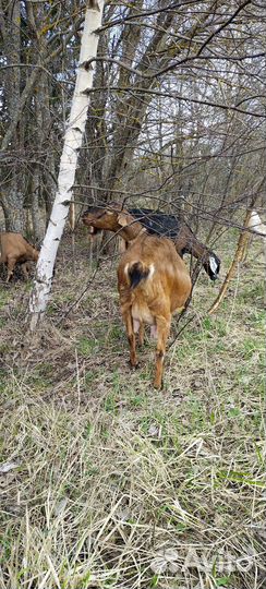 Альпо-Нубийская дойная коза