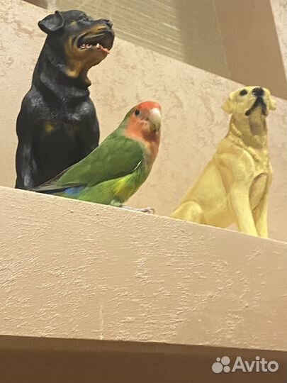 Попугай неразлучники с клеткой