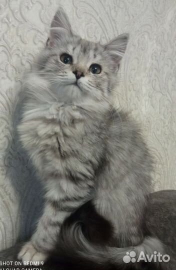 Вислоухие фолды и прямоухие страйты