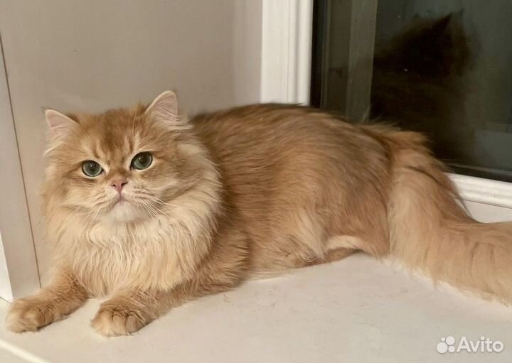 Кот золотая шиншилла