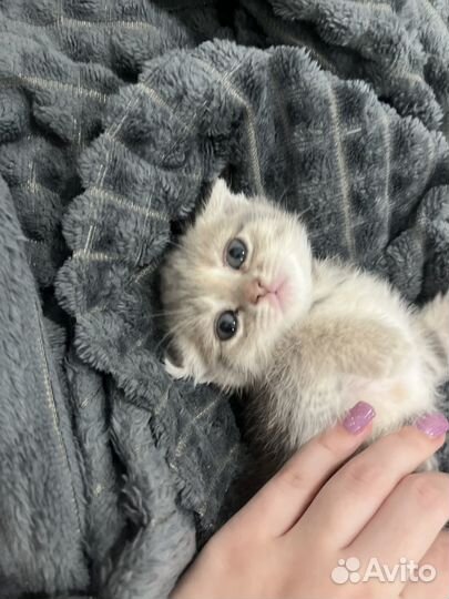 Шотландская вислоухая кошка