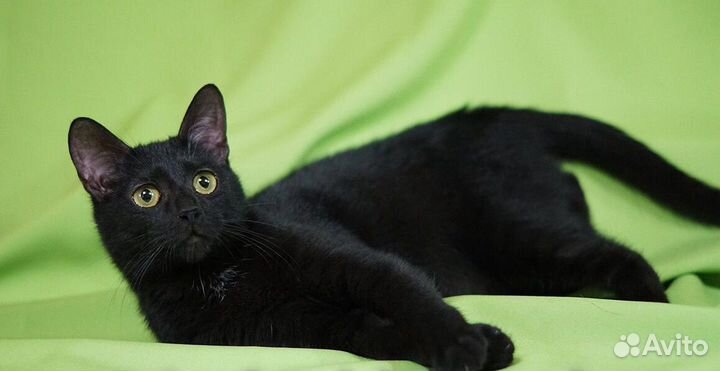 Маленькая пантерка - кошечка 1 год