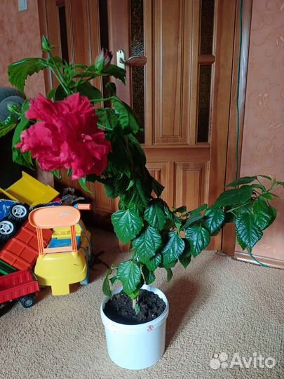 Гибискус китайская роза. долго и обильно цветет