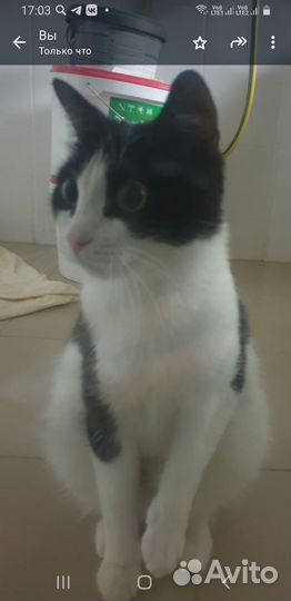 Кошечка сирота