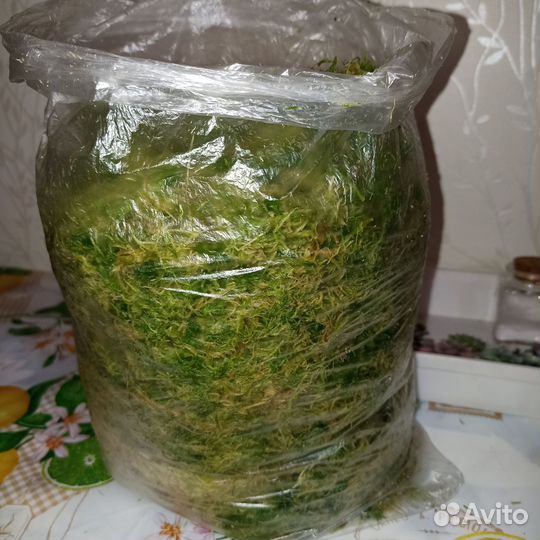 Мох Сфагнум живой