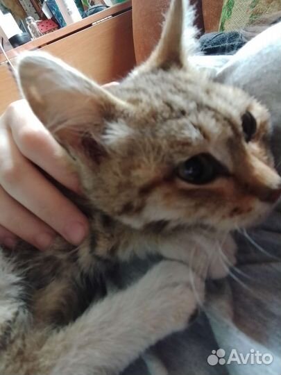 Котенок девочка в добрые руки