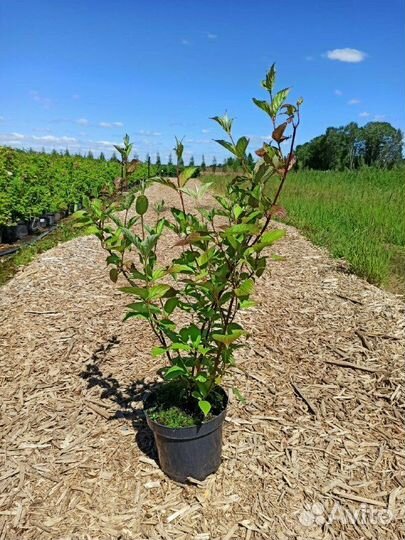 Дерен белый Sibirica/С15