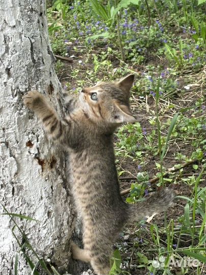 Отдам котенка в добрые руки