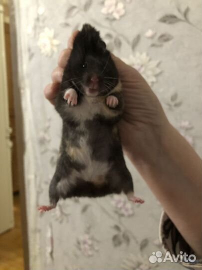 Сирийская девочка