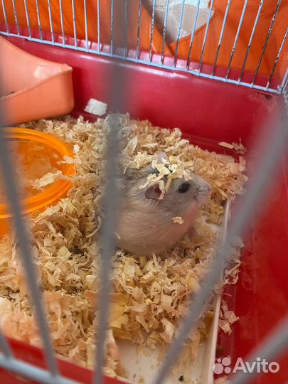 Джунгарские хомячки с клеткой
