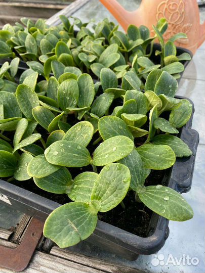 Рассада Кабачков Зелёные Белые