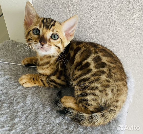 Бенгальские котята