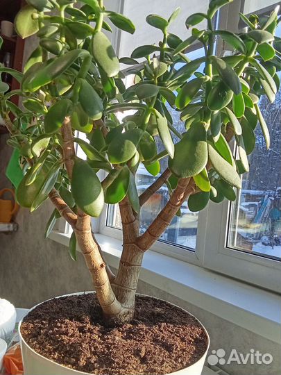 Продам денежное дерево