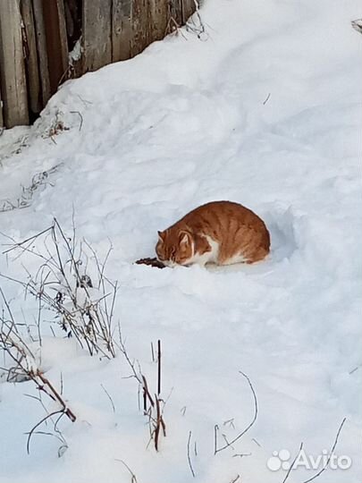 Молодой кот в добрые руки