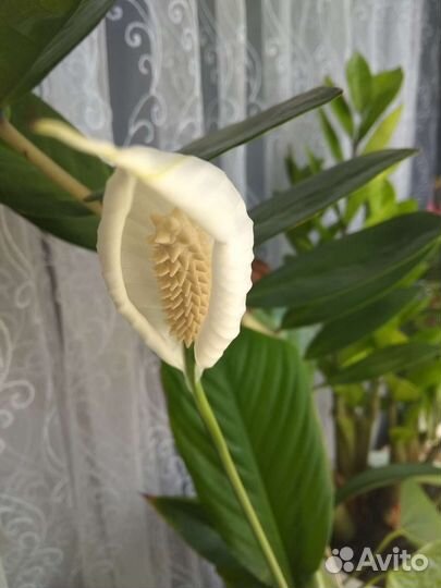 Спатифиллум