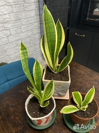Сансевиерия муншайн и 3 вида с делтой полосой