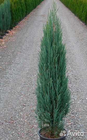 Скальный Блю Эрроу