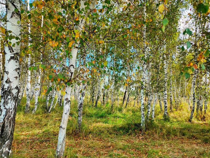 Участок 47,5 га (СНТ, ДНП)