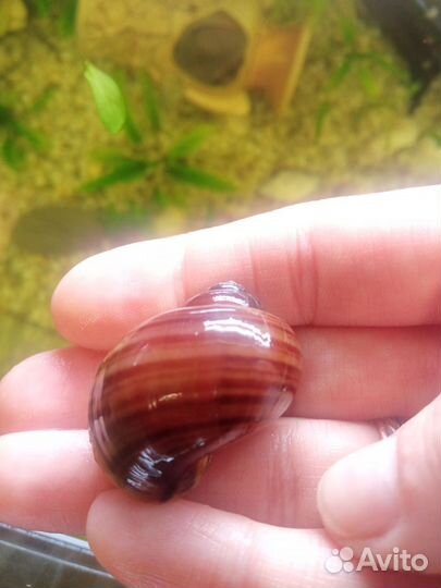 Улитки ампулярии