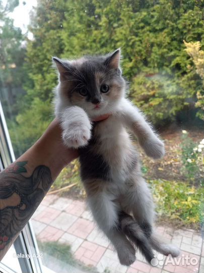 Котята