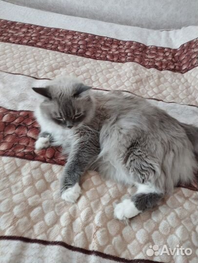 Сибирский кот мальчик
