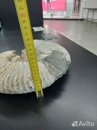 Окаменелость аммонита