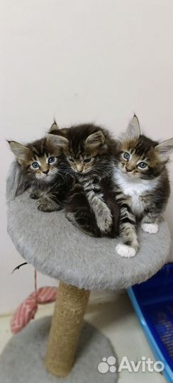Кошки мейн-кун