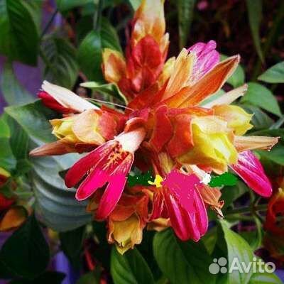 Комнатные цветы растение белопероне Руж