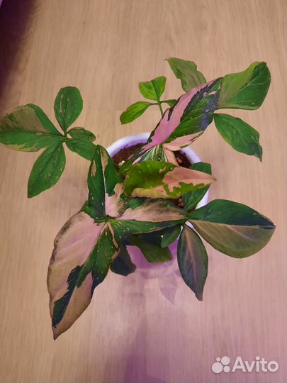 Сингониумы