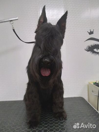 Стрижка собак и кошек в п.г.т. Алексеевка(Кинель)