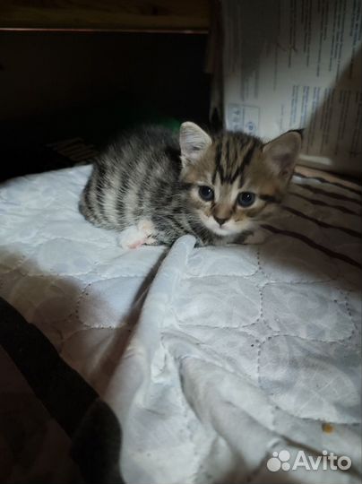 Британские вислоухие котята