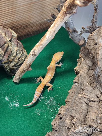 Ящерица эублефар