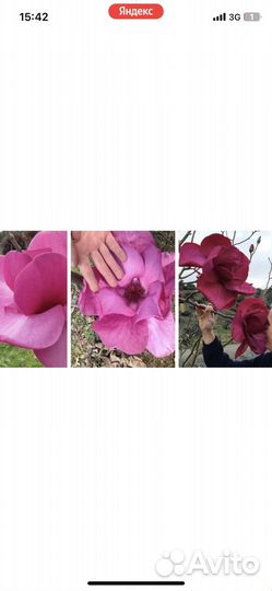 Магнолии Феликс Клеопатра и т.д