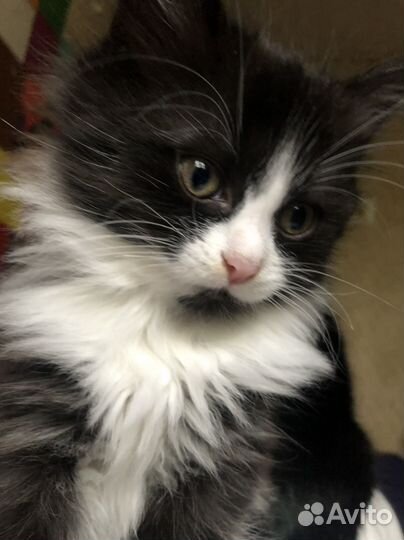 Кошка котенок