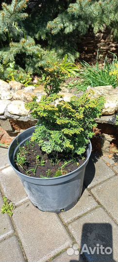 Кипарисовики