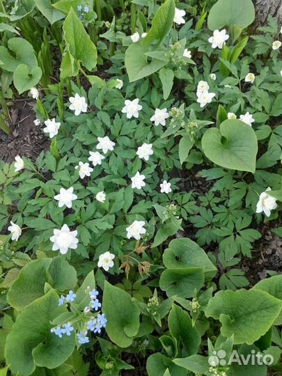 Многолетники для сада