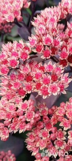 Очиток (Седум) темно бордовый, Очиток видный