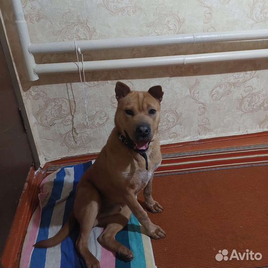 Помесь с шарпеем