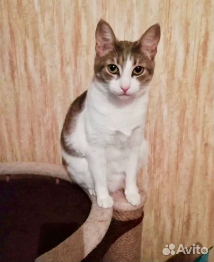 Юная славная кошка по имени Сима в дар