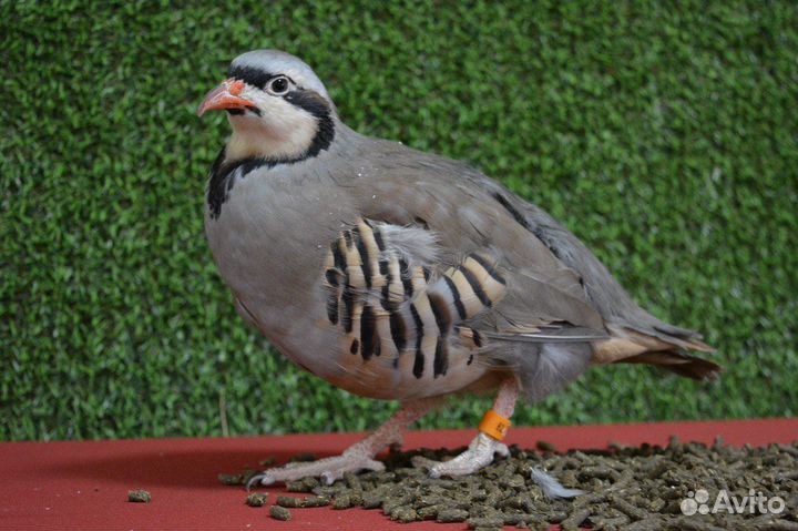 Кормовая добавка для сельскохозяйственной птицы