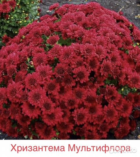 Мультифлора