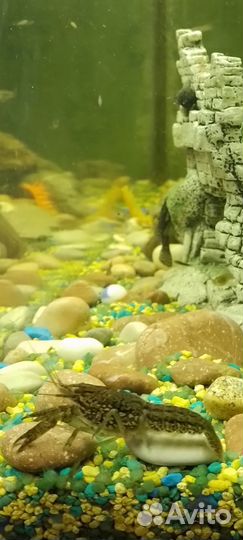 Мраморный рак