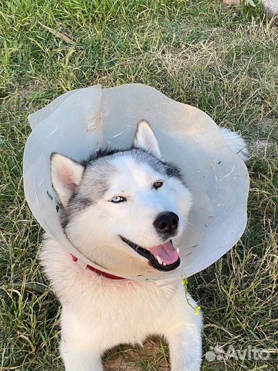 Ищем хозяев красавчику (хаски)