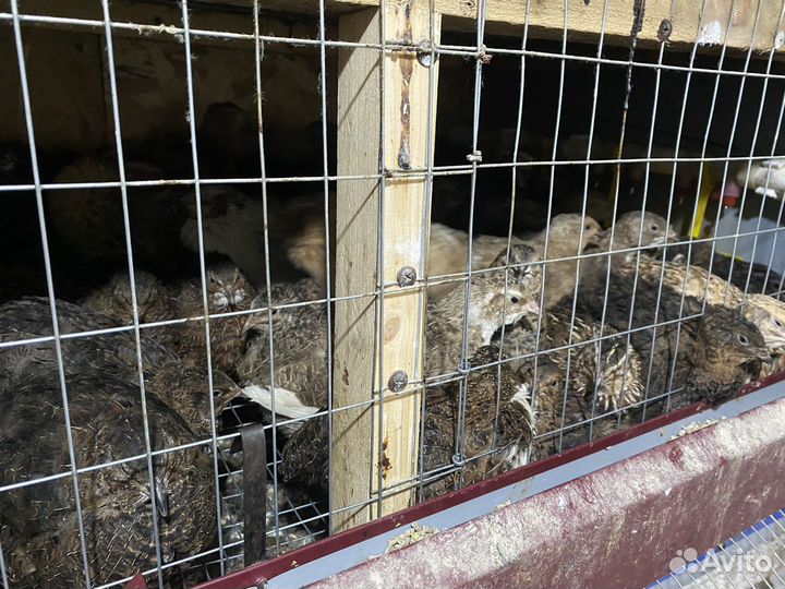 Инкубационное яйцо, перепела разного возраста