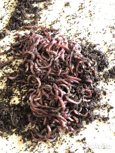 Червь Дендробена